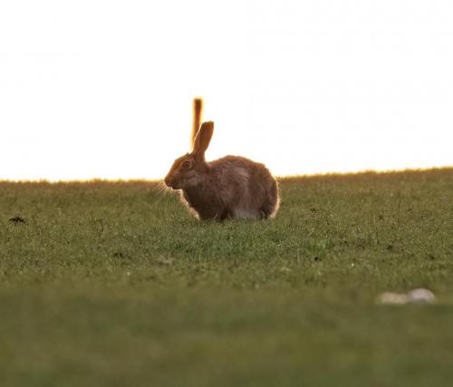 Hare