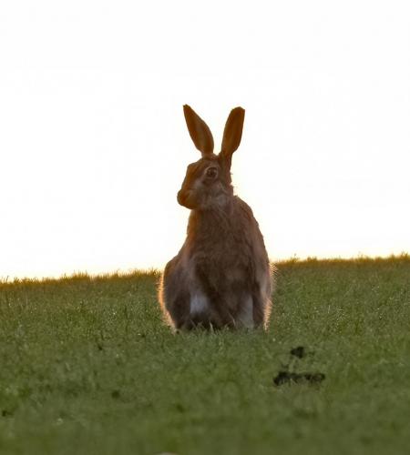 Sunset Hare