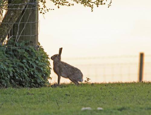 Sunset Hare
