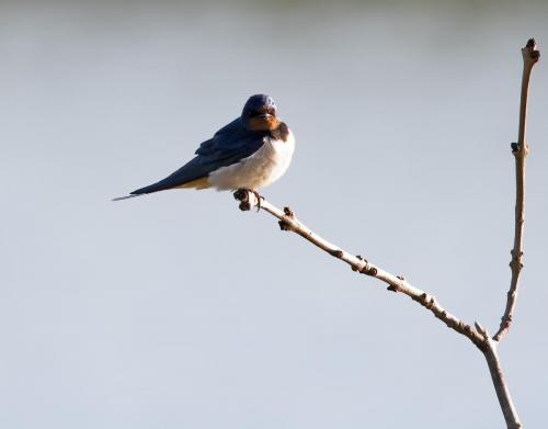 Perched Swallow
