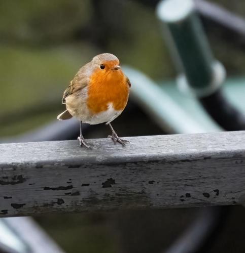 12 Feb 2023 -Holehird Gardens, Windermere -Robin on a wheelbarrow