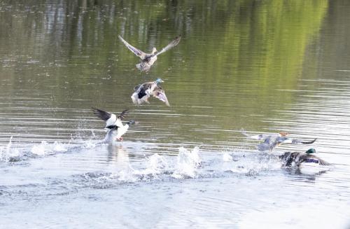 Mallards and Gooseander