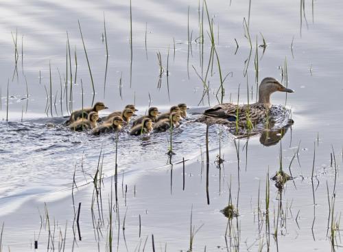 Mallard and Ducklings on the pond