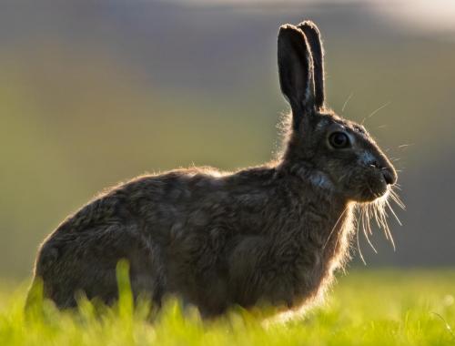 `evening Hare
