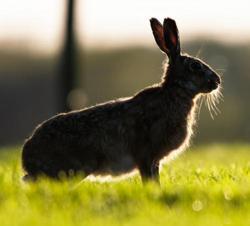 Evening Hare