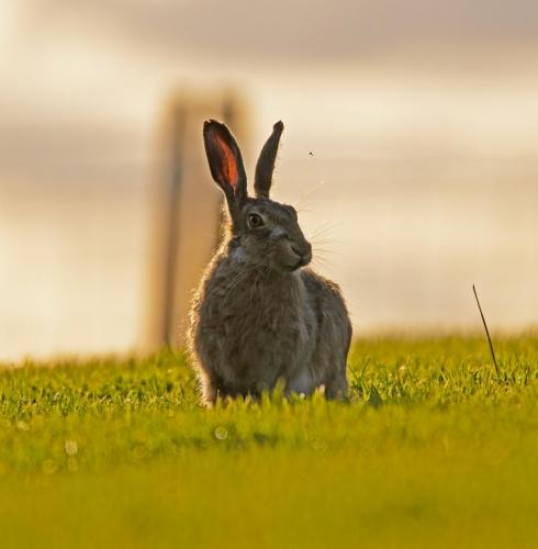 Evening Hare