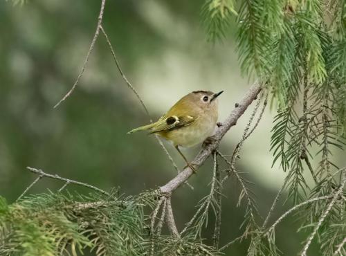 12 Feb 2023 - Holehird Gardens, Windermere - goldcrest