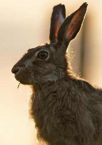 Sunset Hare