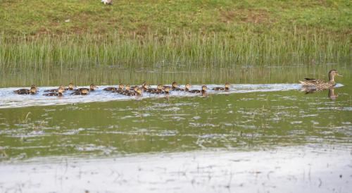 Mallard with Ducklings