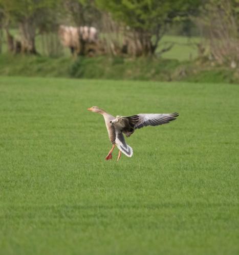 Greylag Goos