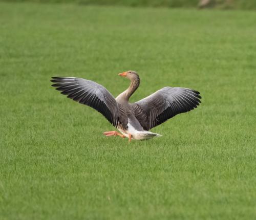 Greylag goose 