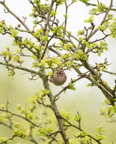 Willow Warbler