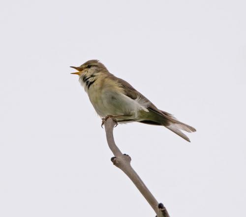 Willow Warbler