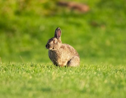 Leveret