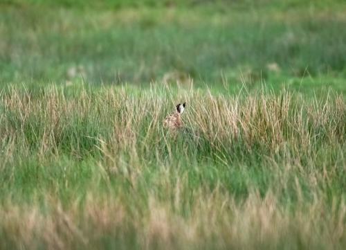 Hiding Hare