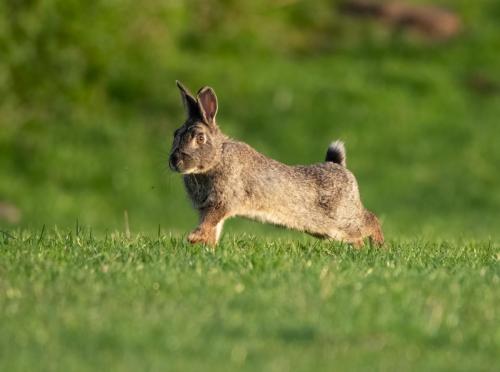 Leveret