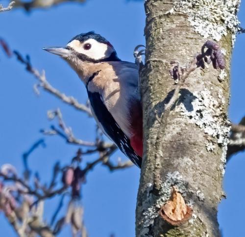G S Woodpecker