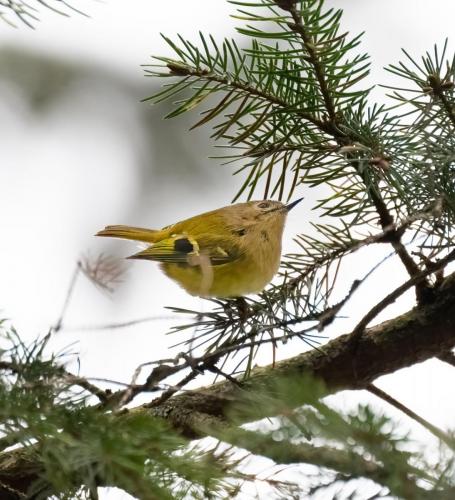 12 Feb 2023Holehird Gardens, Windermere -Goldcrest