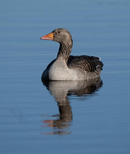 Greylag