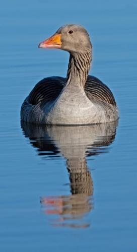 Greylag