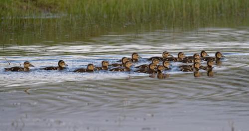 Mallard ducklings