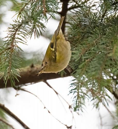 12 Feb 2023 - Holehird Gardens, Windermere -Goldcrest upside down !
