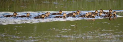 Mallard ducklings