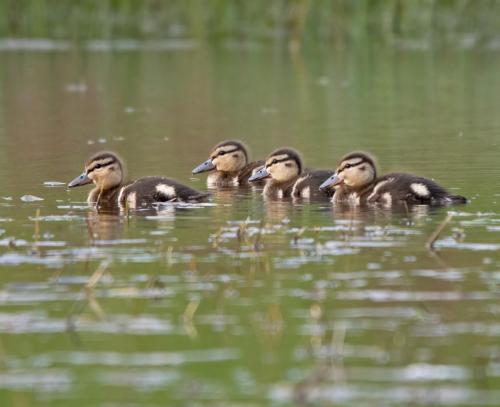 Mallard ducklings
