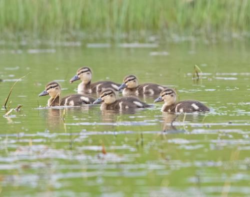 Mallard ducklings