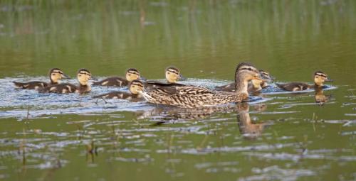 Mallard with Ducklings