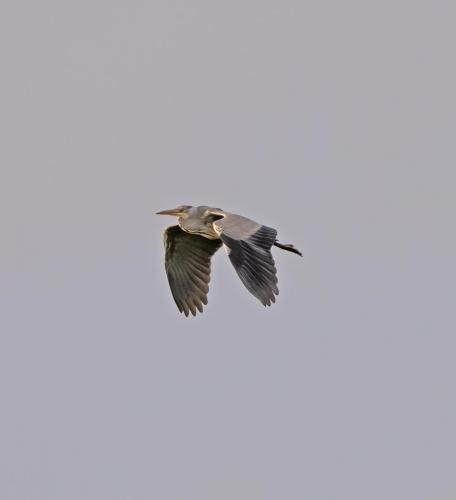 Grey Heron