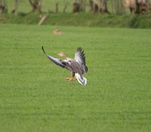 Greylag