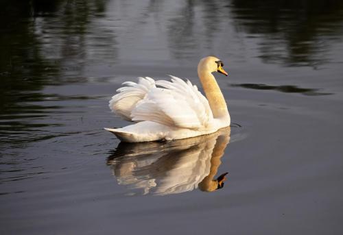 Mute Swan on the pond