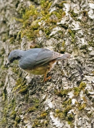 Nuthatch