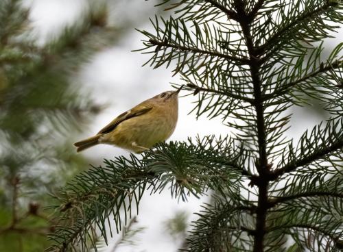 12 Feb 2023 -Holehird Gardens, Windermere -Goldcrest