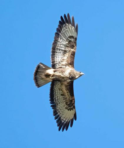 23 Feb 2023, Parkside, Cumbria -Buzzard