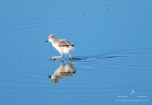Juv Avocet