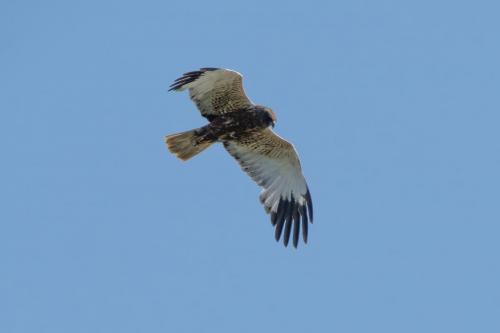 Marsh Harrier