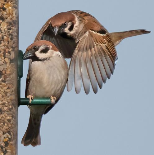 23 Feb 2023, Parkside, Cumbria -Tree Sparrows