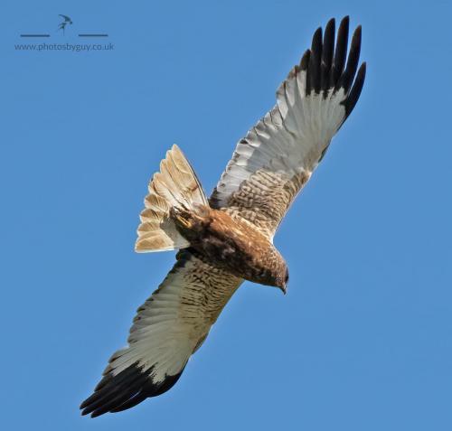 Marsh Harrier