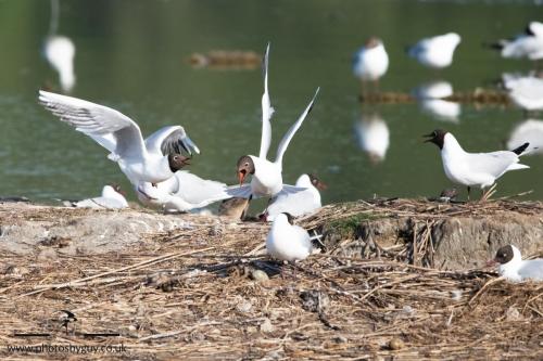 Black Headed Gulls
