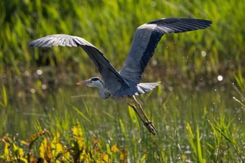 Grey Heron