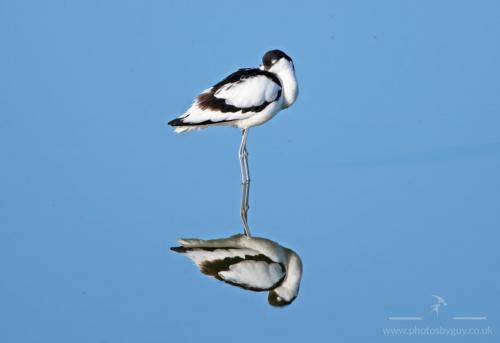Avocet