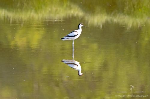 Avocet