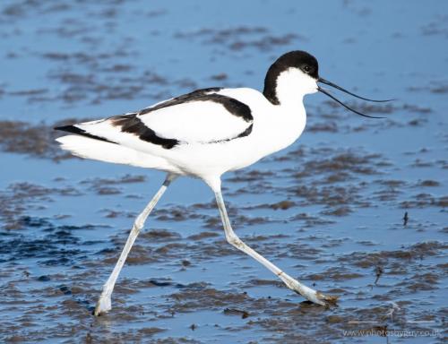 Avocet