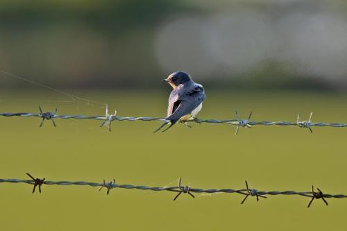 Swallow on a fence