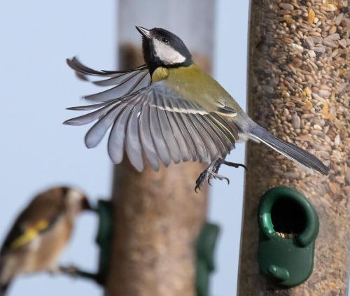 23 Feb 2023, Parkside, Cumbria -Great Tit