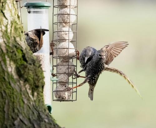 05 Feb 2023- Parkside Cumbria Starling