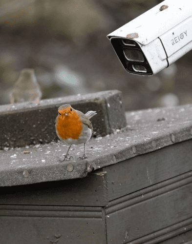 15 Feb 2023, Parkside, Cumbria -Robin