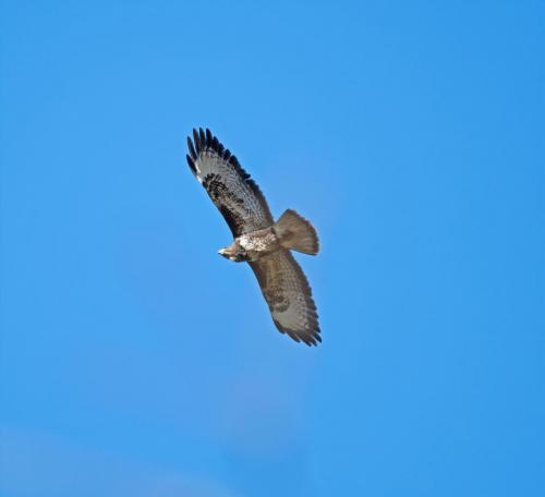 23 Feb 2023, Parkside, Cumbria -Buzzard